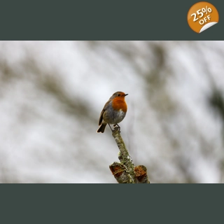 Robin's on Top