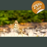 Thrush