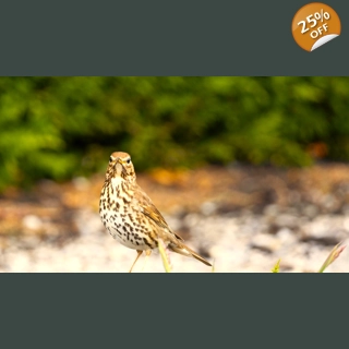 Thrush