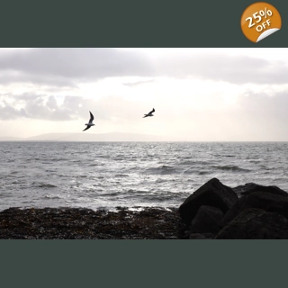 Seagull Serenity