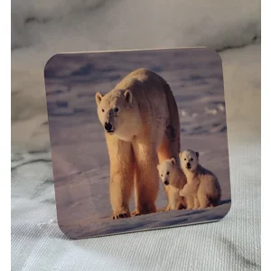 Polar Bear on snow Coaster
