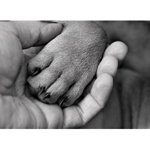 30 min Animal Energy Healing session. Scroll down for more info & availability