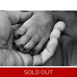 30 min Animal Energy Healing session. Scroll down for more info & availability