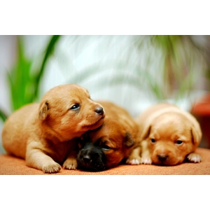 Soft Vinyl Nail Cover Protectors for Puppies & Petite Dogs