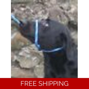 Dog Training Control Lead