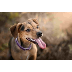 Soft Vinyl Nail Cap Protective Covers - Large Dogs e