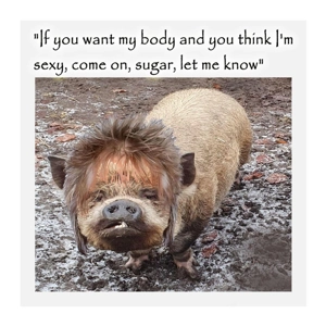 Rod piglet handsome pig with funny hair card - Funny pig i..