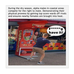 Alpha male arcade boxing machine funny card - A TV nature documentary parody card - Seafront amuseme
