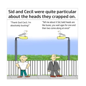Seagull friends crap on bald head funny card - Heads like bus wait ages for one and two come along -