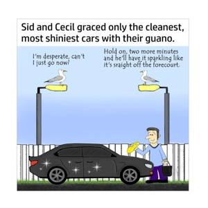 Two seagull friends and washed car funny card - Gulls wait..