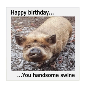 You handsome swine card, customisable funny pig card - Goo..