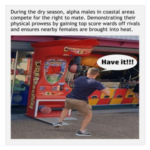 Arcade boxing machine card, a funny television nature docu..