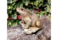 Common Toad