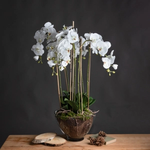 Large White Orchid in Glass Pot