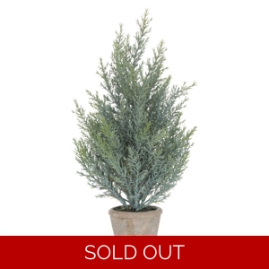 Squat Fir Tree in Stone Pot