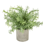 Rosemary Plant in Stone Effe..