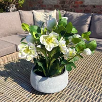 Faux White Hellebore Plant in Grey Ceramic Pot