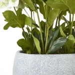 Faux White Hellebore Plant in Grey Ceramic Pot