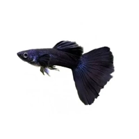 Black Moscow Guppy
