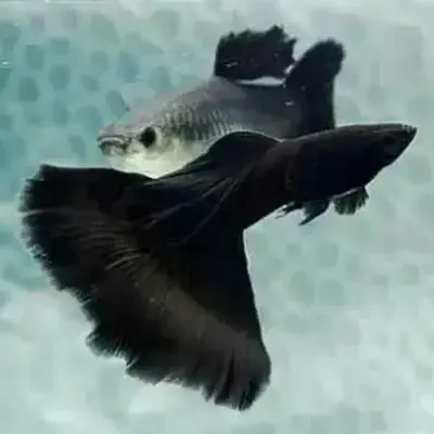 Black Moscow Guppy Black Moscow Guppy