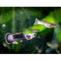 Panda Guppy Pairs