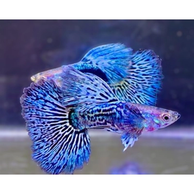 Blue Metal Dragon Guppy Blue Metal Dragon Guppy