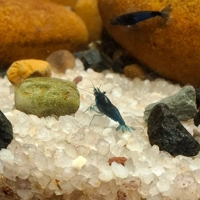 Blue Dream Shrimp