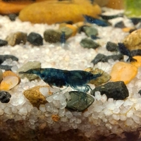 Blue Dream Shrimp