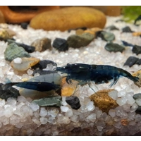 Blue Dream Shrimp
