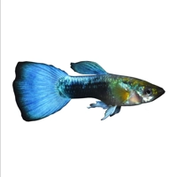 Blue Neon Metal Guppy