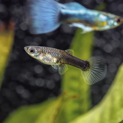 Blue Neon Metal Guppy Blue Neon Metal Guppy
