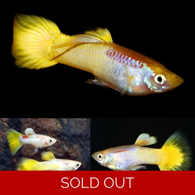 German Yellow Guppy German Yellow Guppy
