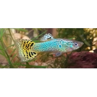 Green Cobra Guppy Pairs