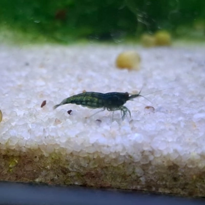 Green Jade Shrimp