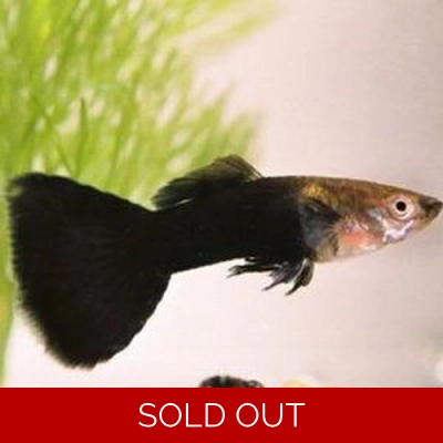 HB Black Guppy HB Black Guppy