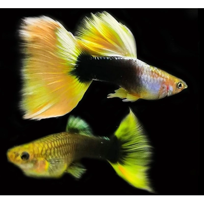 HB Yellow Guppy HB Yellow Guppy