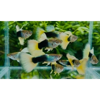 HB Yellow Guppy