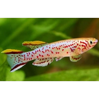 Gardneri Killifish