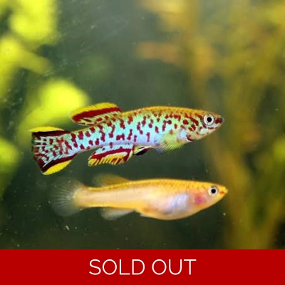Gardneri Killifish Gardneri Killifish