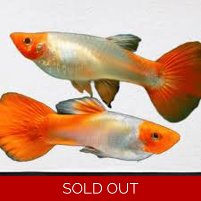 Koi Guppy Koi Guppy