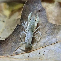 Blue Marble Dwarf Mexican Crayfish
