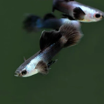 Panda Guppy Pairs Panda Guppy Pairs