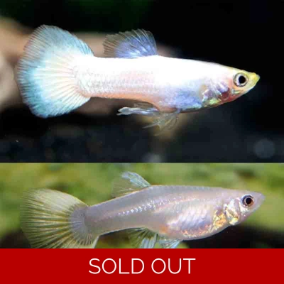 Platinum Guppy Platinum Guppy