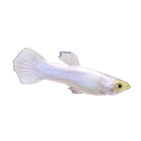 Platinum Guppy