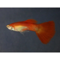 Red Blonde Guppy Pair