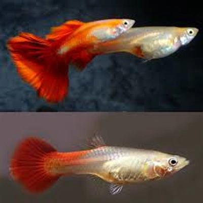 Red Blonde Guppy Pair Red Blonde Guppy Pair