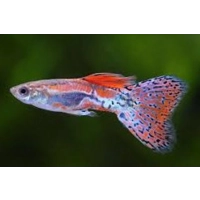 Red Grass Guppy Pairs