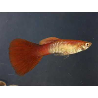 Red Snakeskin Guppy Pair Red Snakeskin Guppy Pair