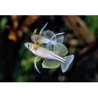 Spotted Blue-Eye Rainbow