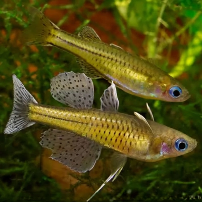 Spotted Blue-Eye Rainbow